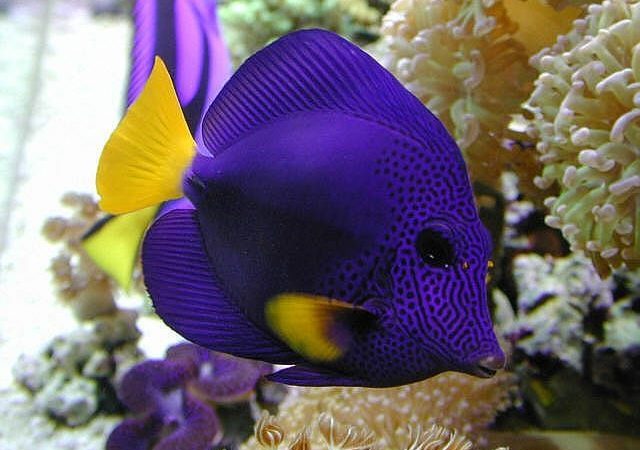 Selecting Marine Or Saltwater Fish