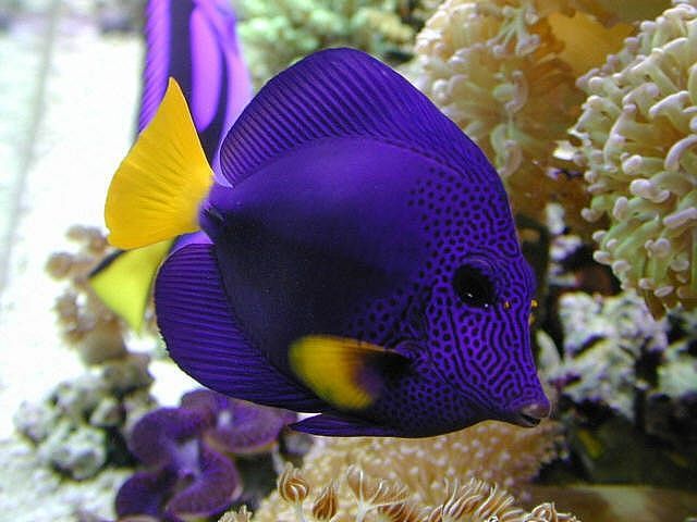 Selecting Marine Or Saltwater Fish