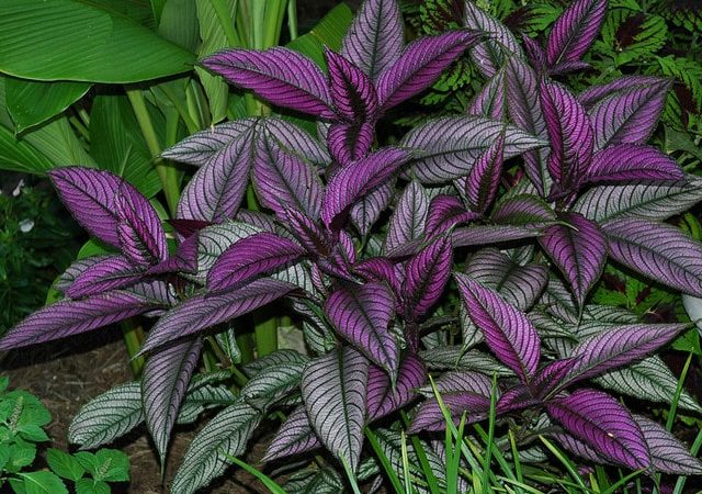 Foliage Plants For Indoors