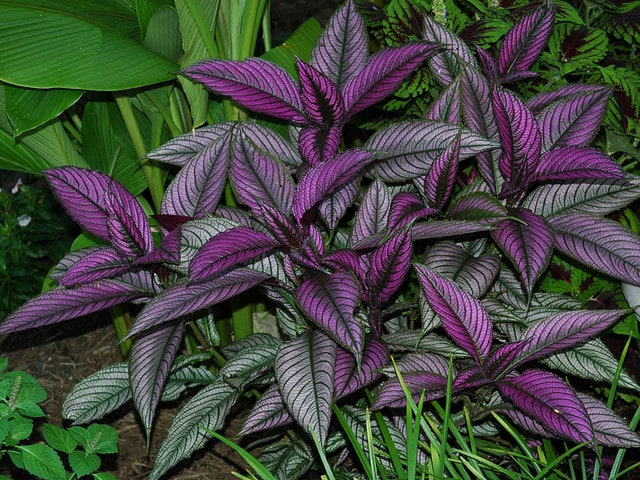 Foliage Plants For Indoors