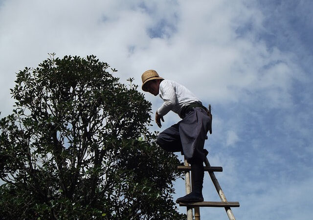 Arborists and Tree Trimming Professionals