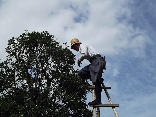 Arborists and Tree Trimming Professionals