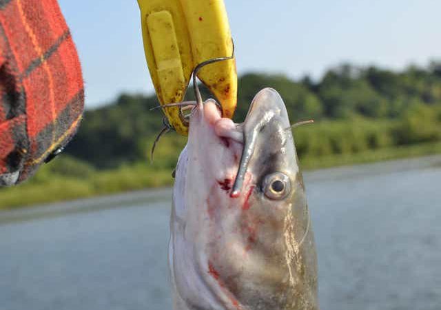 Selecting Marine Or Saltwater Fish