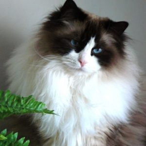 Adopting Multiple Cats