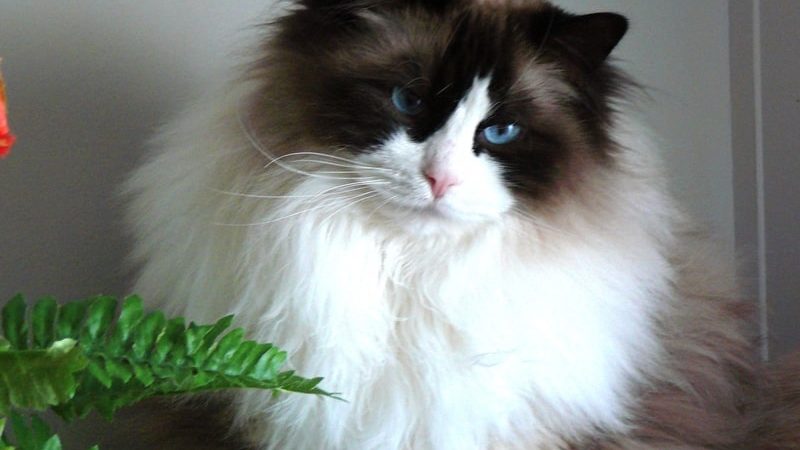 Adopting Multiple Cats