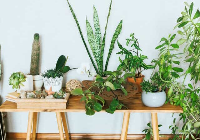 Foliage Plants For Indoors