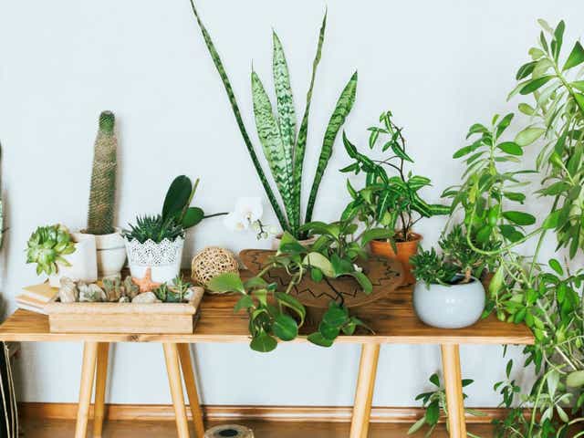 Foliage Plants For Indoors
